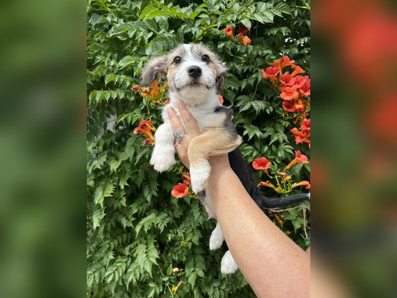 Vince, geboren 07.04.2025, 23cm sucht Dich