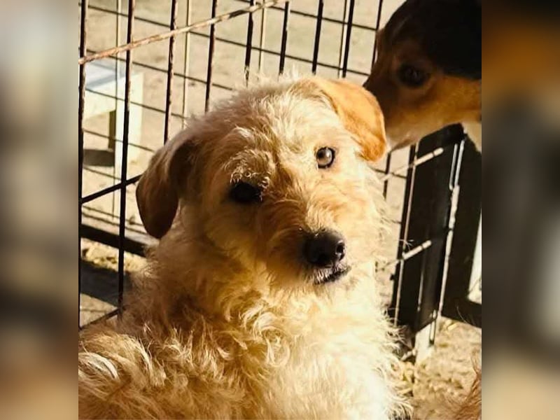 Fredi, 1 Jahr, 35cm sucht sein Körbchen