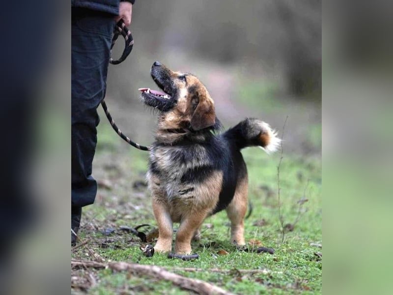Albert, ca. 4 Jahre jung, 43 cm, wartet so sehr auf seine Chance glücklich zu werden