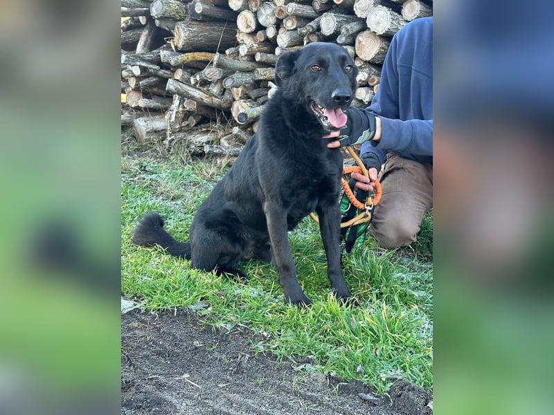 Axel, geb. 01.07.2023, 57cm, sucht seine Menschen
