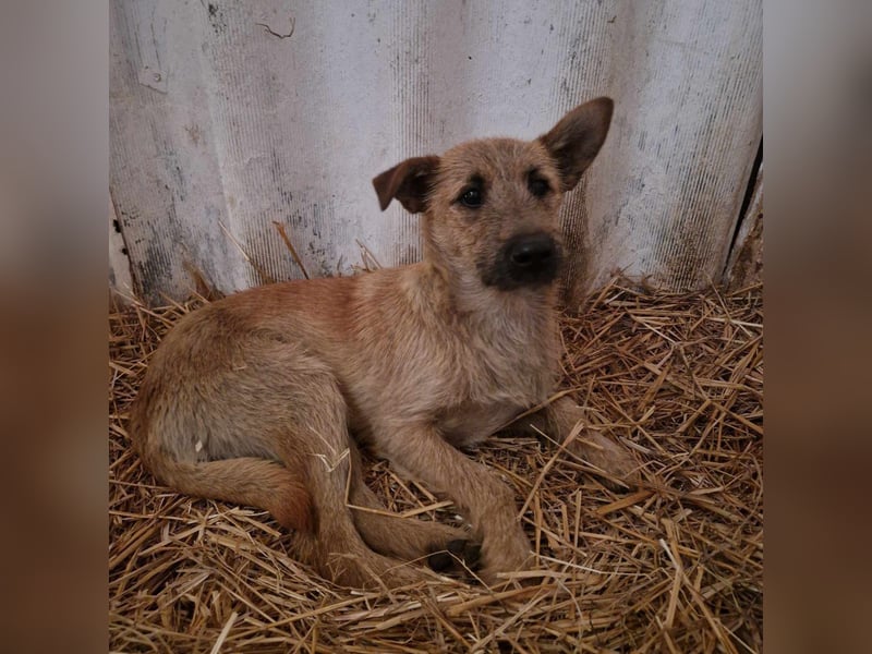 Teddy, 2 Jahre sucht sein Körbchen