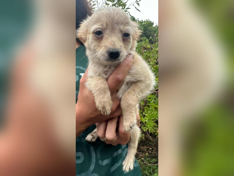 Leo, geboren 26.05.2025, 19cm sucht seine Familie fürs Leben