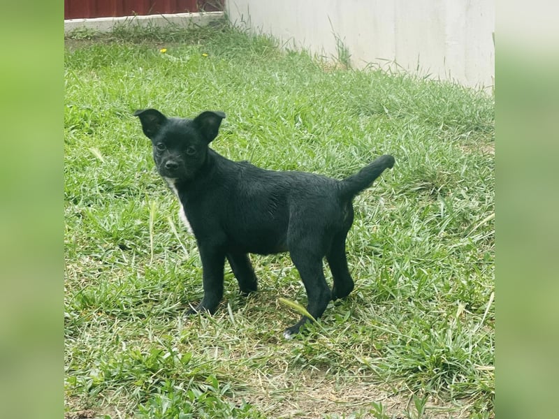 Kocos, 3 Monate, 18cm sucht seine Menschen