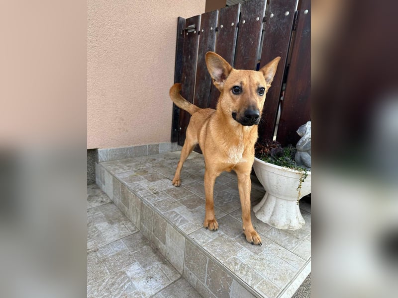 Kubu, geb. 01.06.2024, 40 cm, sucht ein Für-Immer-Zuhause