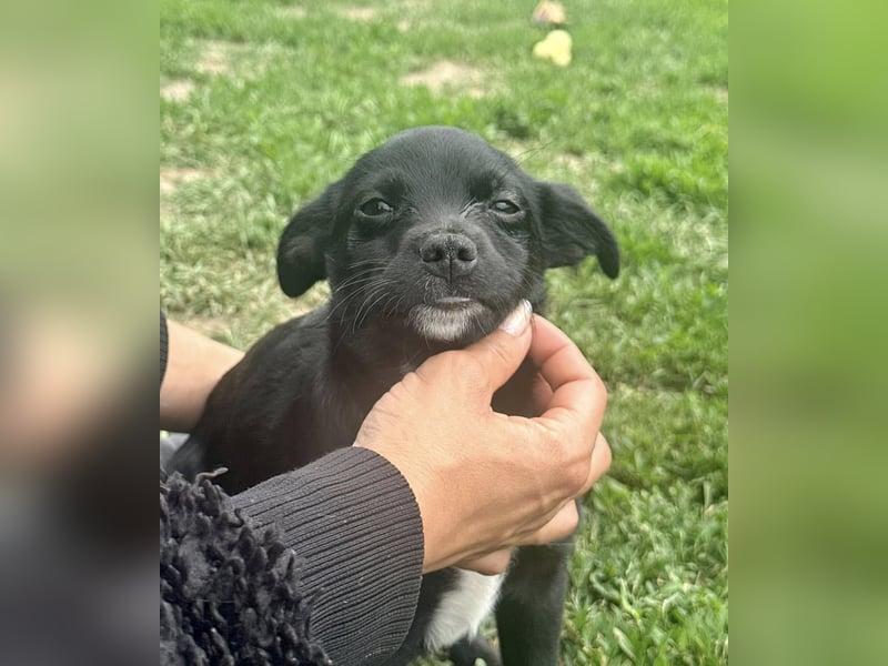 Kocos, 3 Monate, 18cm sucht seine Menschen