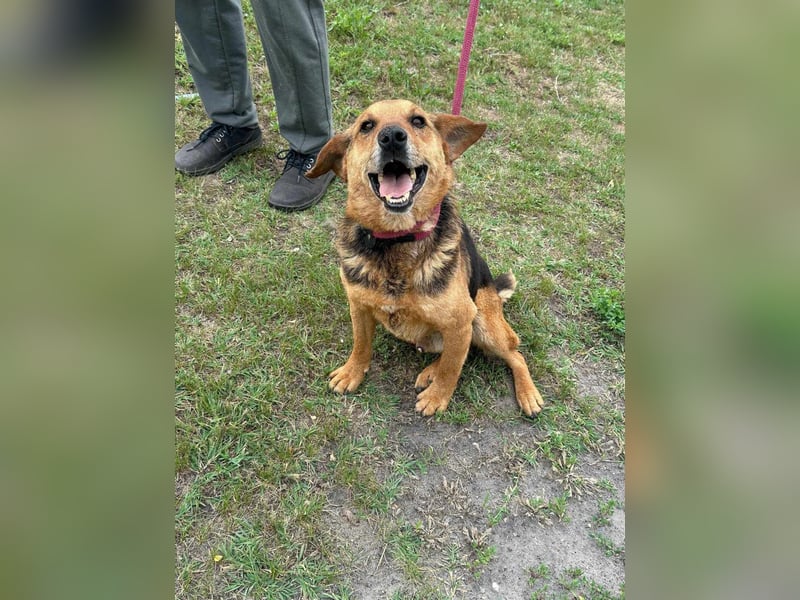 Tobi, geboren 01.04.2020, 40cm sucht sein Körbchen