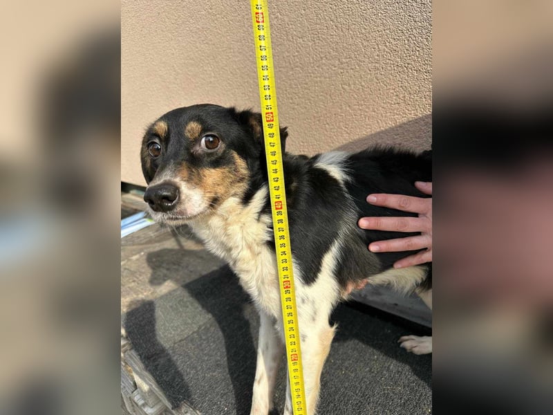Milo, geboren 21.05.2023, 43cm sucht sein Zuhause