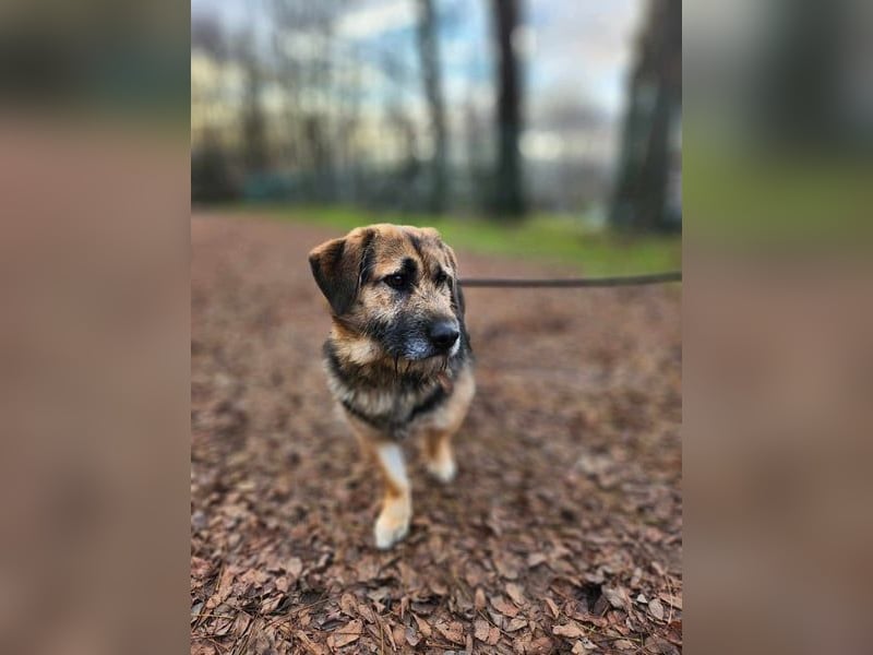 Albert, ca. 4 Jahre jung, 43 cm, wartet so sehr auf seine Chance glücklich zu werden