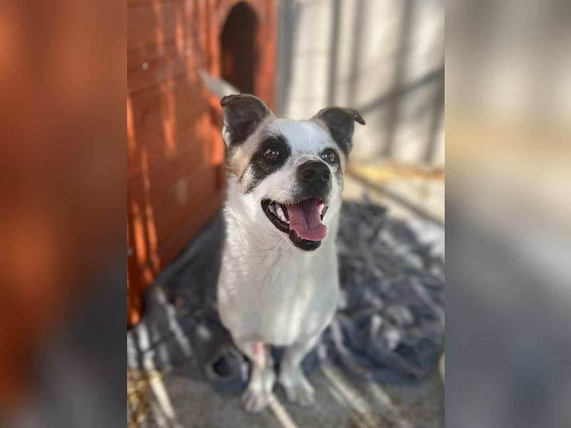 Mikey, geboren 30.03.2023, 29cm sucht sein Körbchen