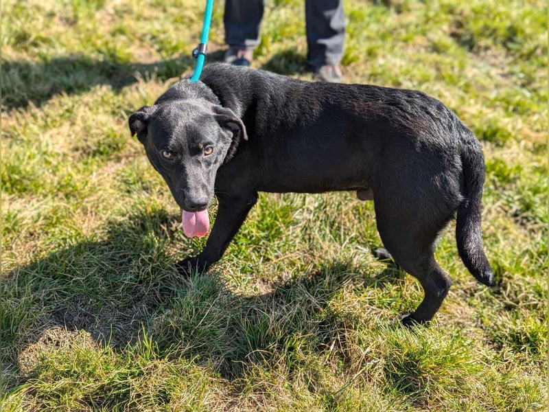Thyson, geboren 04.2024, 50cm sucht sein Glück
