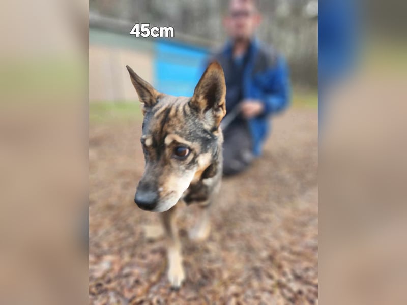 Lacika, 4 Jahre jung, 45 cm, sucht sein Zuhause