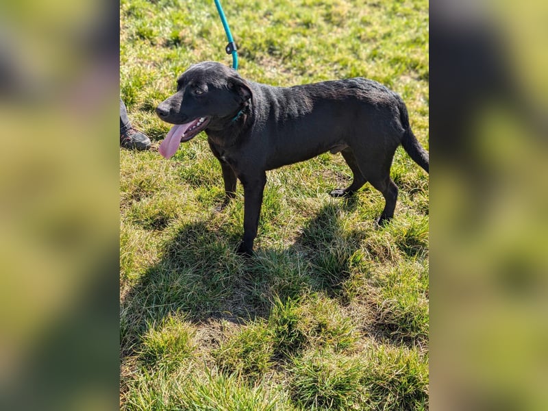 Thyson, geboren 04.2024, 50cm sucht sein Glück