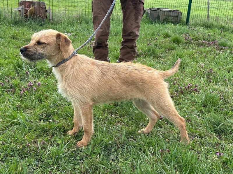 Jago, geboren 15.07.2024, 45cm sucht sein Glück