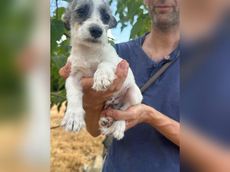 Luke, geboren 30.03.2025, 20cm sucht seine Chance