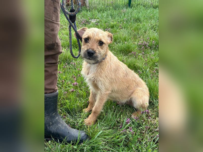 Jago, geboren 15.07.2024, 45cm sucht sein Glück