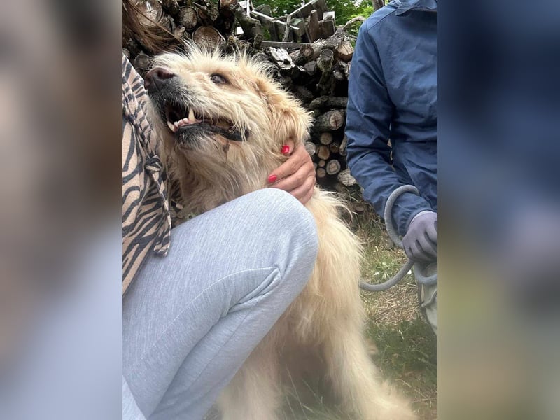 Buddy, geboren 01.04.2024, 50cm sucht seine Menschen