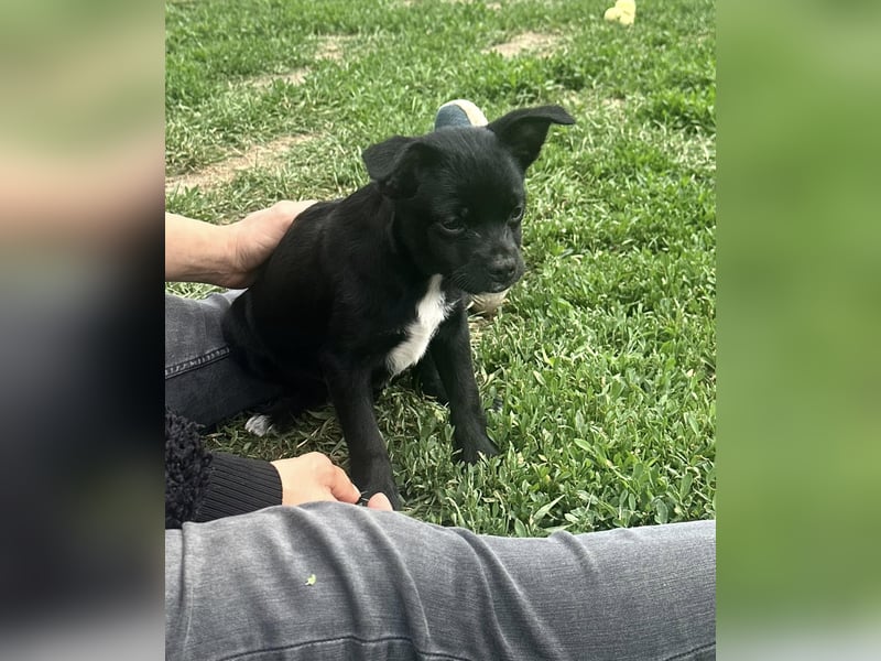 Kocos, 3 Monate, 18cm sucht seine Menschen