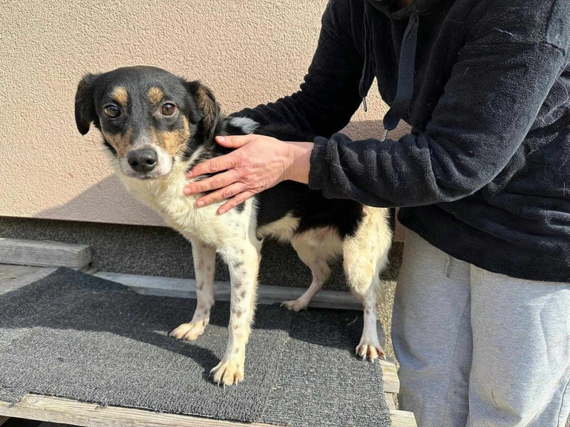 Milo, geboren 21.05.2023, 43cm sucht sein Zuhause