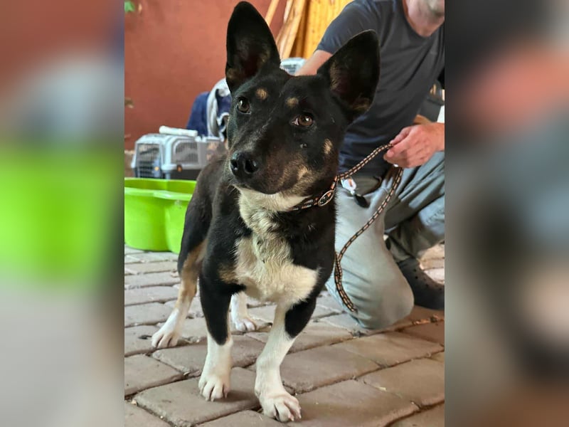Frici, geboren 20.04.2021, 32cm sucht seine Familie