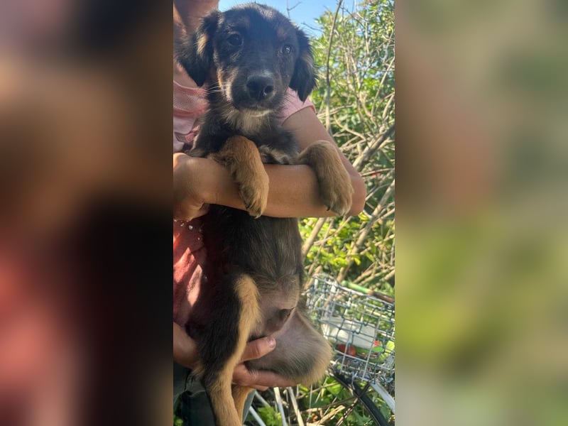 Bruno, geboren 03.2025, 36cm sucht seine Chance