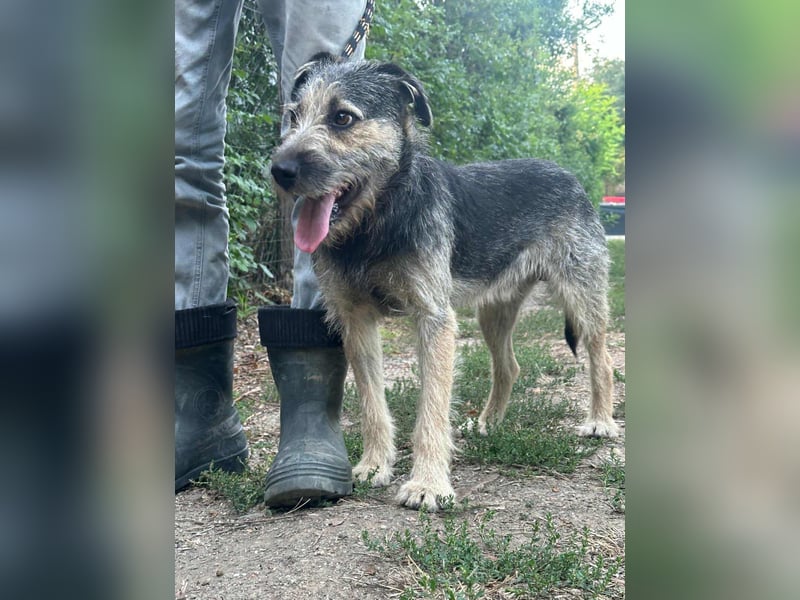 Ralf, geboren 01.08.2024, 49cm sucht sein für immer Zuhause