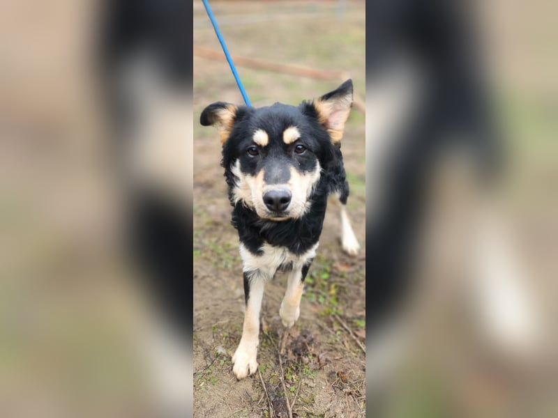 Arthur, geb. 10.03.2024, 48 cm, sucht nach seinen Menschen