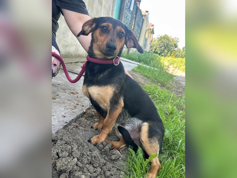 Amigo, geboren 08.04.2023, 35cm sucht sein Zuhause