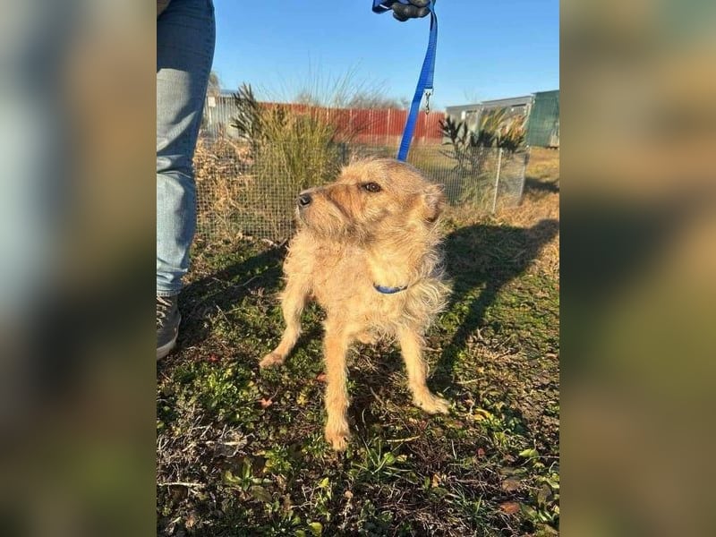 Berci, 1 Jahr, 35cm, wartet auf sein Glück