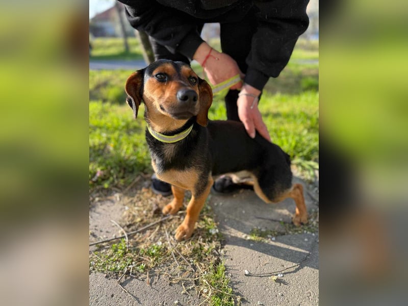 Amigo, geboren 08.04.2023, 35cm sucht sein Zuhause