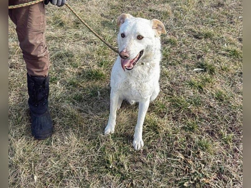 Mirko, geb. 15.10.2021, 61 cm, sucht seine Menschen