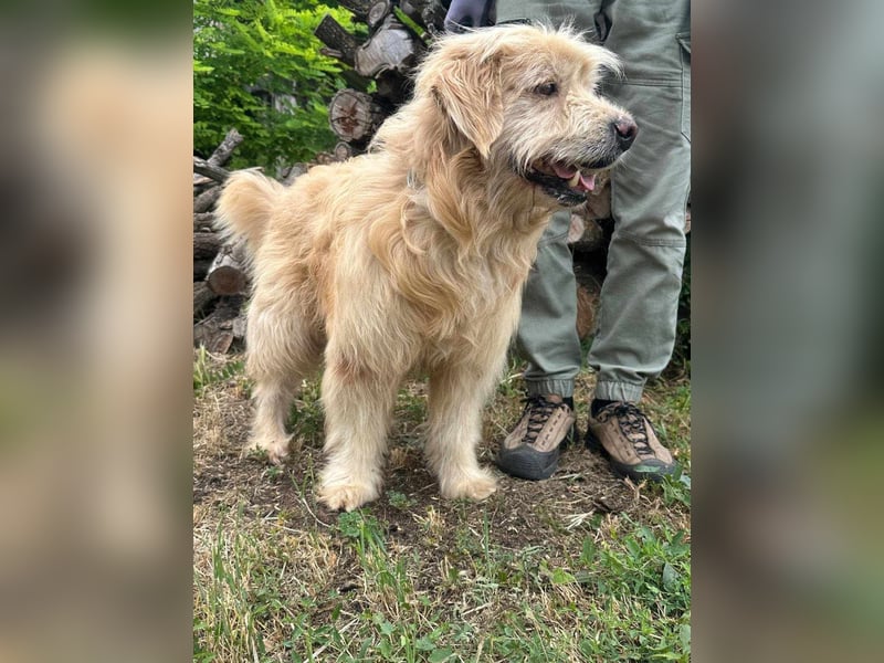 Buddy, geboren 01.04.2024, 50cm sucht seine Menschen