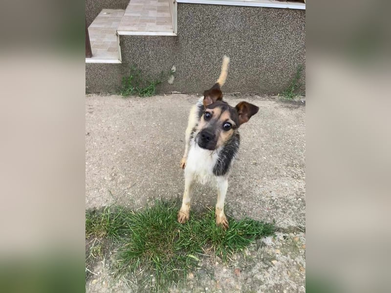 Zümi, geboren 10.12.2024, 29cm sucht seine Menschen