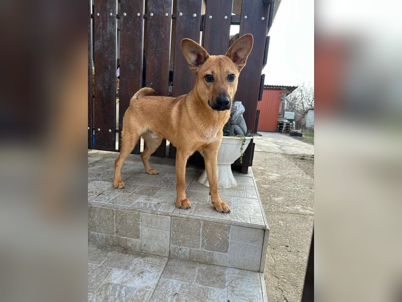 Kubu, geb. 01.06.2024, 40 cm, sucht ein Für-Immer-Zuhause