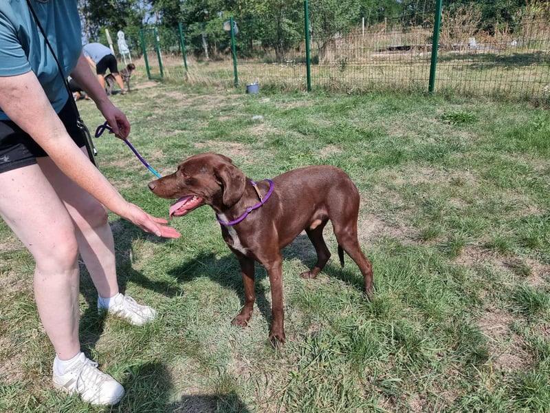 Csoki, geboren 01.08.2022, 61cm sucht Menschen mit Herz