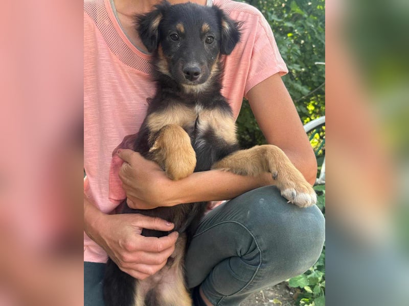 Bruno, geboren 03.2025, 36cm sucht seine Chance