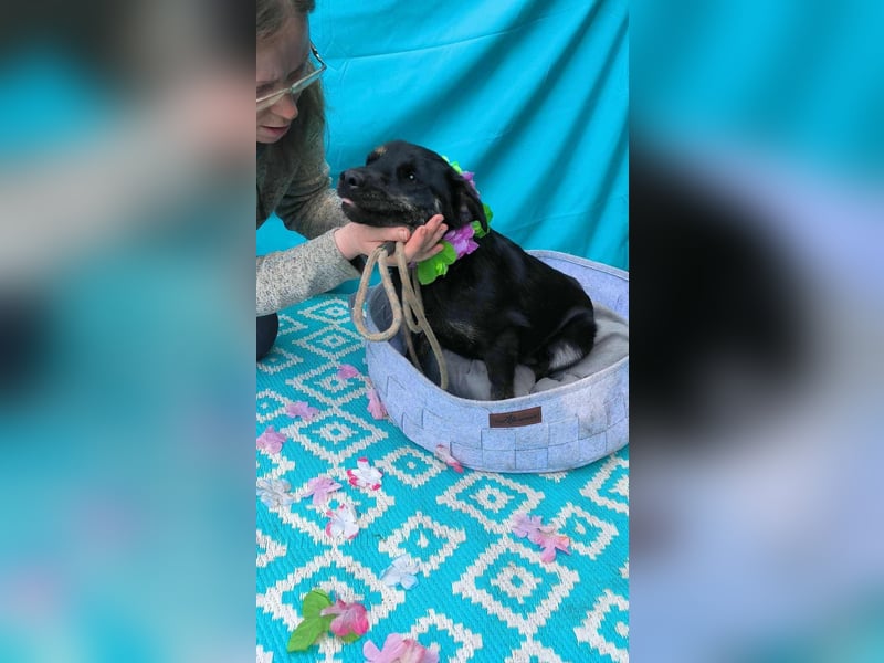 Austin, 1,5 Jahre sucht sein Körbchen