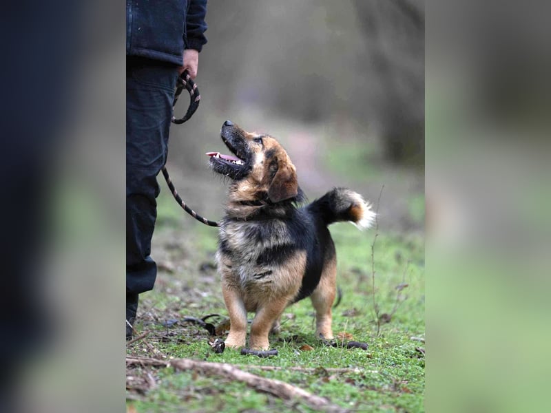 Albert, ca. 4 Jahre jung, 43 cm, wartet so sehr auf seine Chance glücklich zu werden
