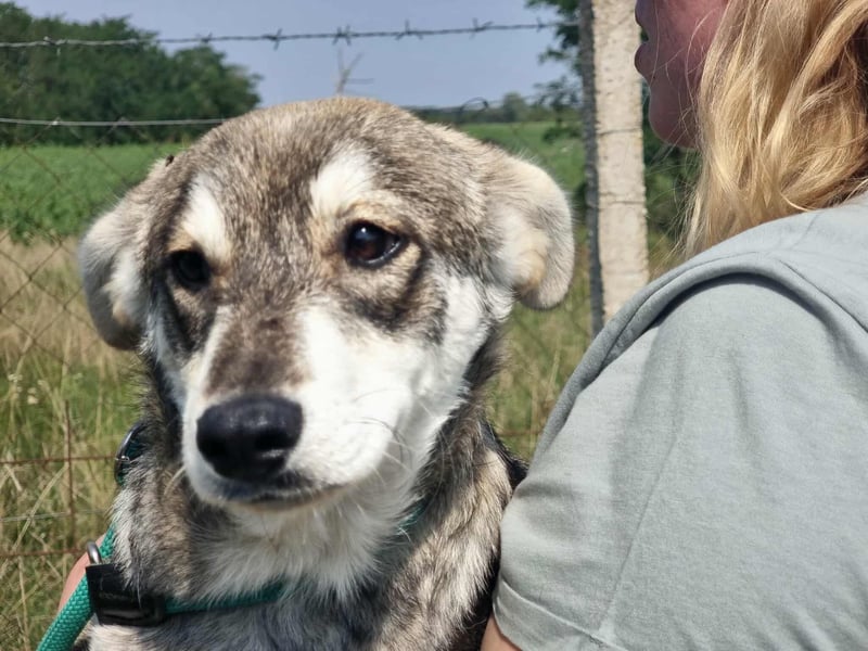 Balto, geboren 01.01.2025, 39cm sucht liebevolles Zuhause