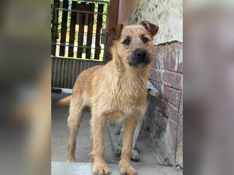 Teddy, 2 Jahre sucht sein Körbchen