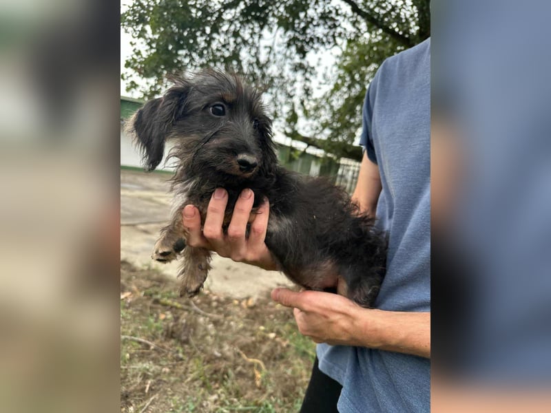 Smockie, geboren 02.07.2025 sucht sein Körbchen