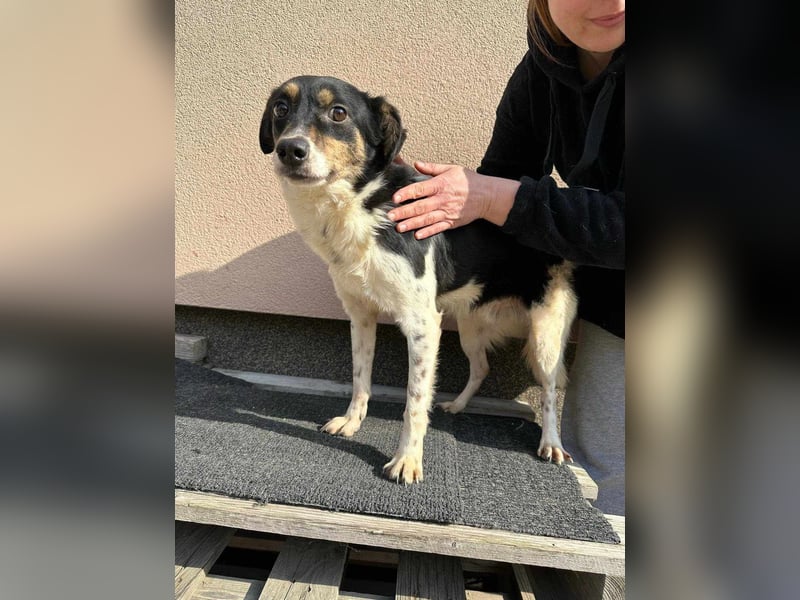 Milo, geboren 21.05.2023, 43cm sucht sein Zuhause