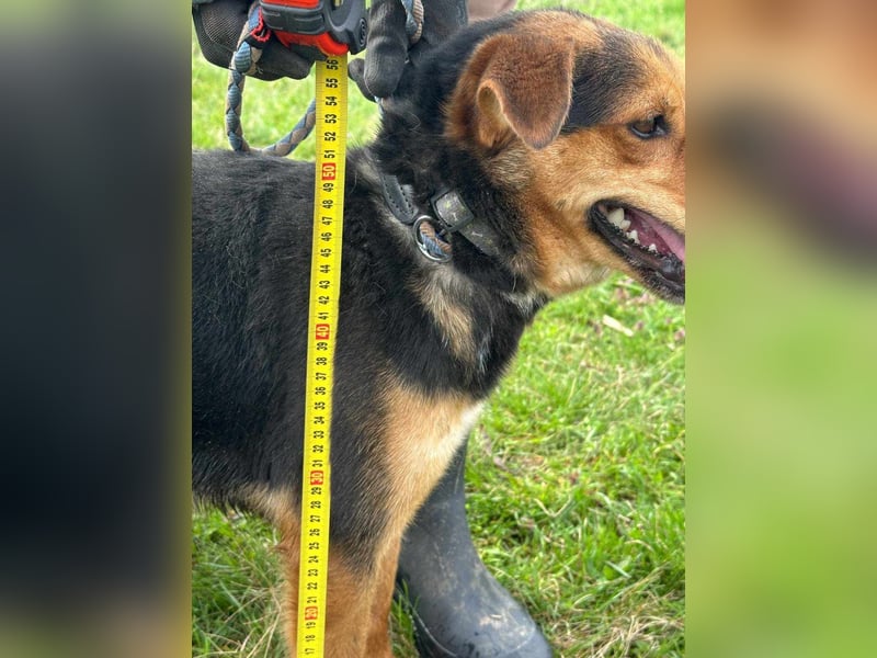 Gombi, geboren 01.08.2021, 50cm sucht seine Leute
