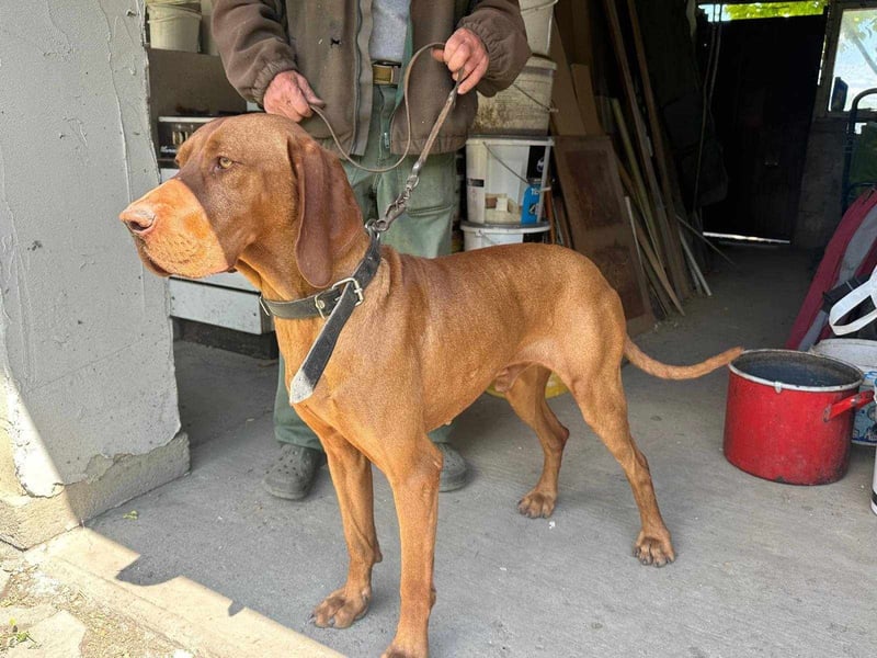 Ubul, geboren 2023, 64cm sucht seine Menschen