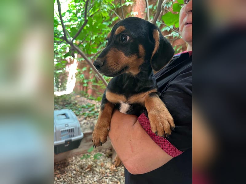 Marvin, geboren 25.03.2025, 24cm sucht seine Familie
