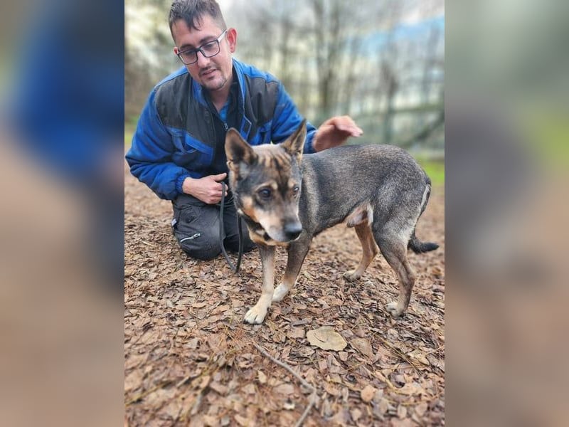 Lacika, 4 Jahre jung, 45 cm, sucht sein Zuhause