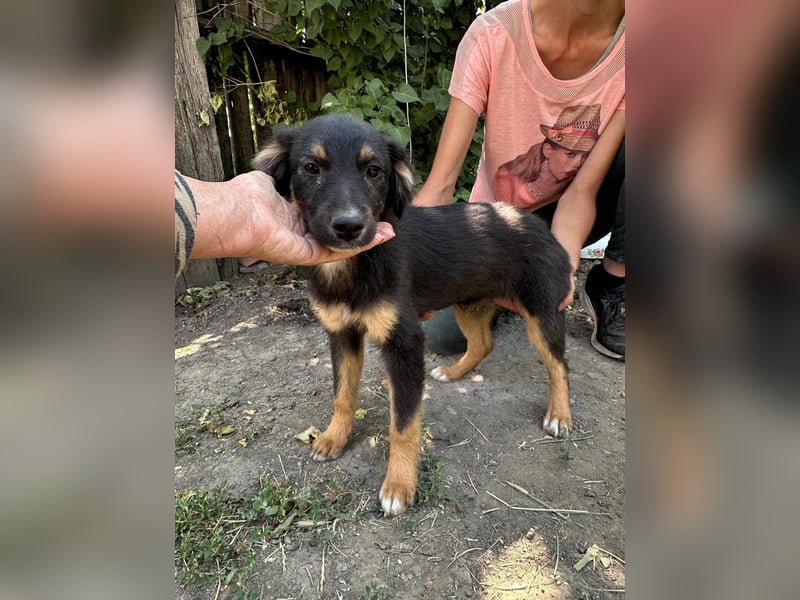 Bruno, geboren 03.2025, 36cm sucht seine Chance