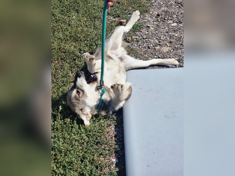 Balto, geboren 01.01.2025, 39cm sucht liebevolles Zuhause
