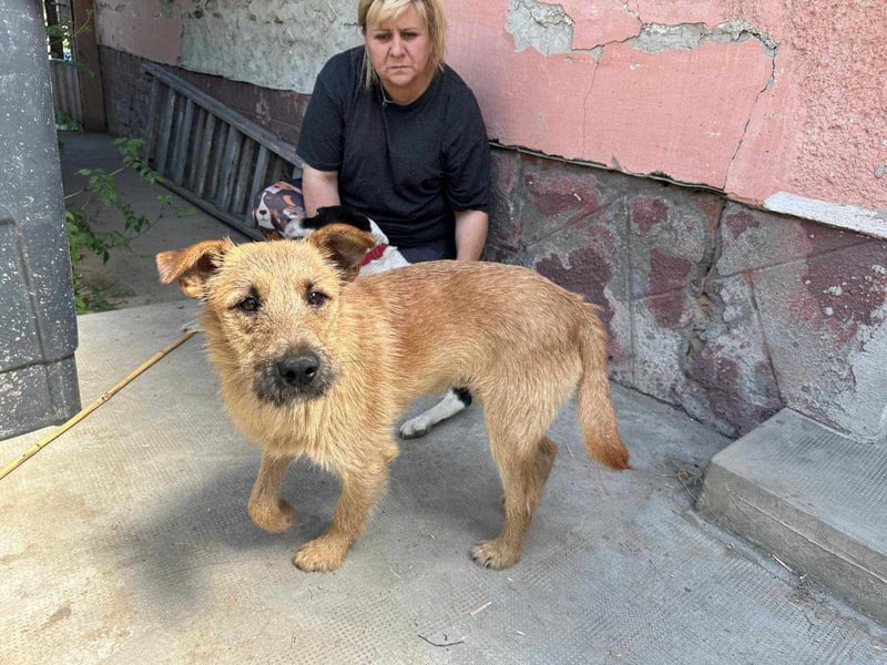 Teddy, 2 Jahre sucht sein Körbchen
