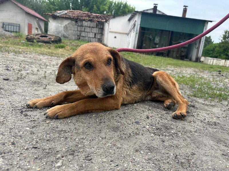 Tobi, geboren 01.04.2020, 40cm sucht sein Körbchen