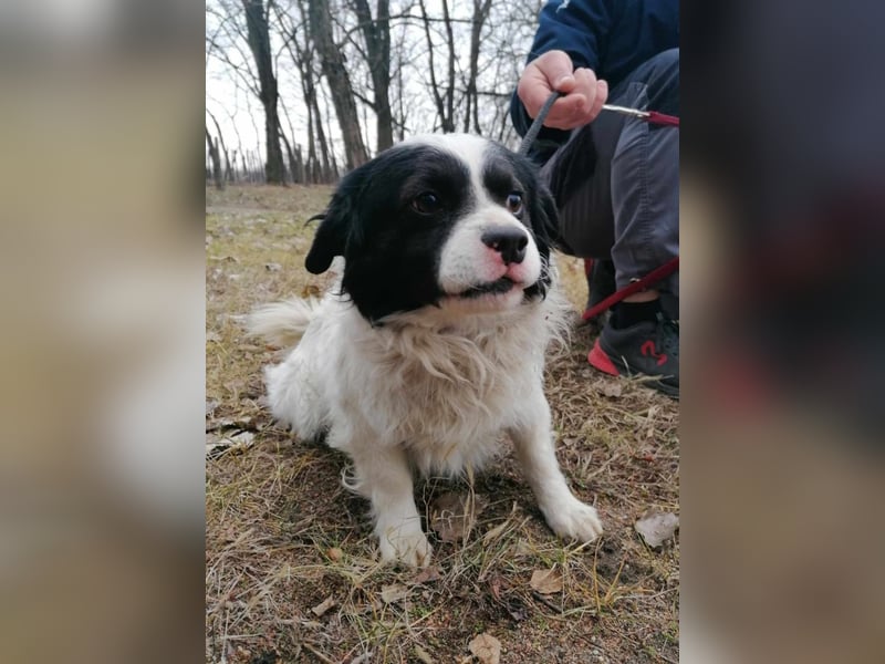 Forrest, geb. 01.02.2023, 38 cm, wartet auf ein tolles Hundeleben